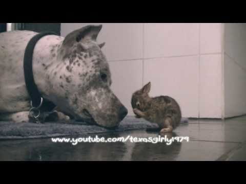 Pit Bull Meets A Baby Bunny For The First Time