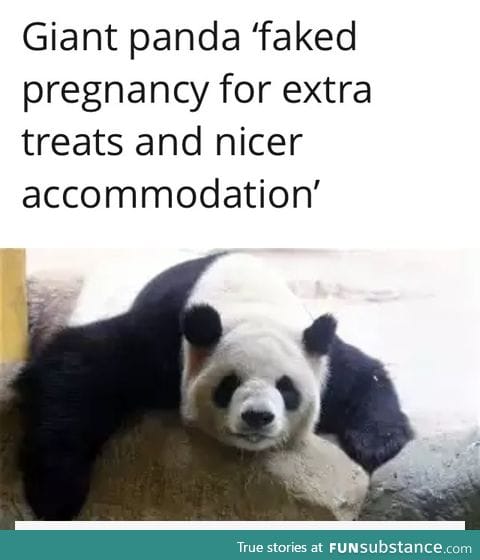 Pandas are now Evolving!