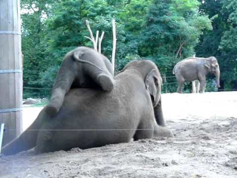 This Baby Elephant Wants To Ride On His Mother, But She Doesn't Agree