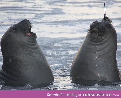 A seal with a data-logger on its head