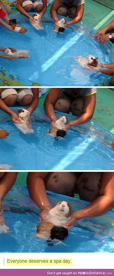 Guinea pigs' first swimming lesson