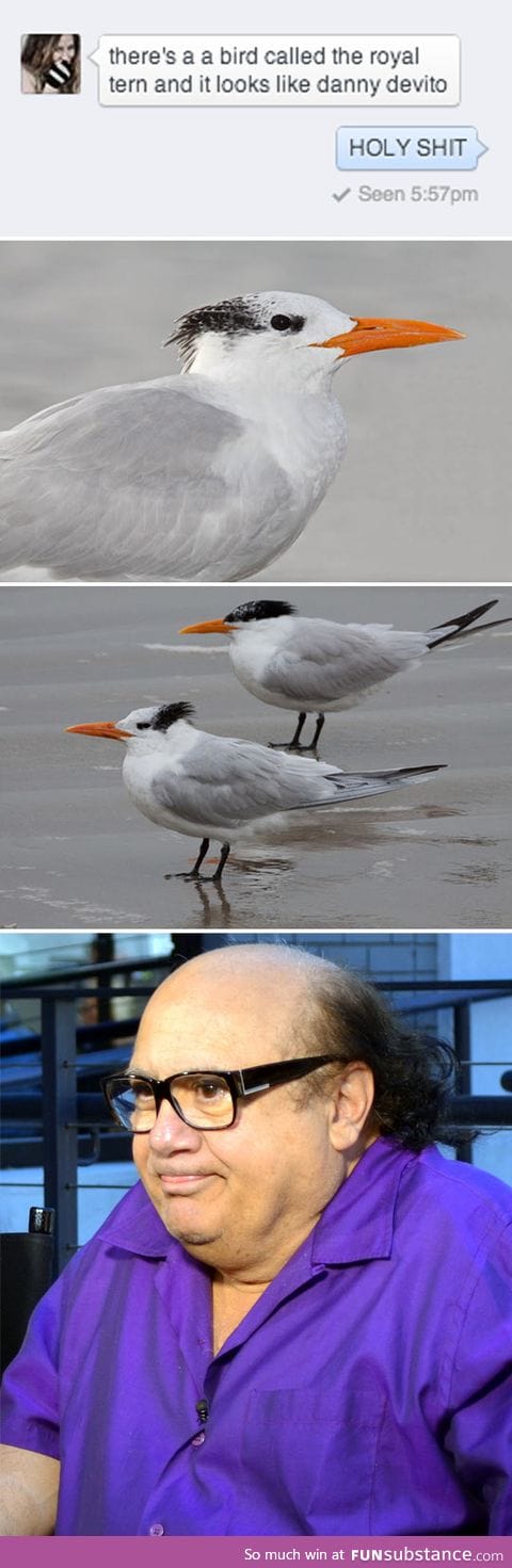 Danny devito bird