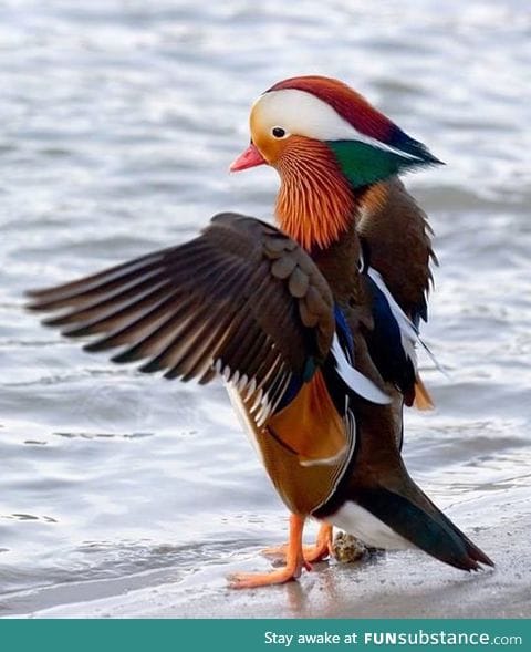 A mandarin duck spreading its wings