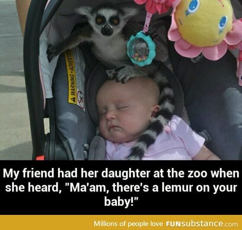 Lemur on your baby