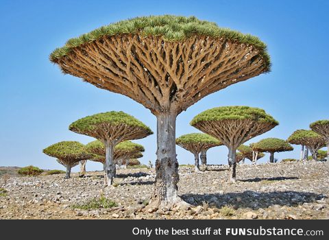 Dragon's Blood Trees in Yemen