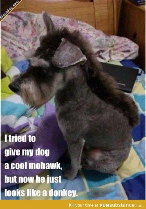 Mohawk dog