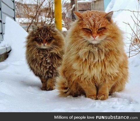 These Norwegian forest cats