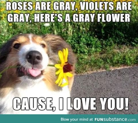 When dogs write poems