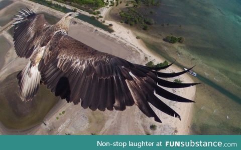 Eagle photographed by a drone