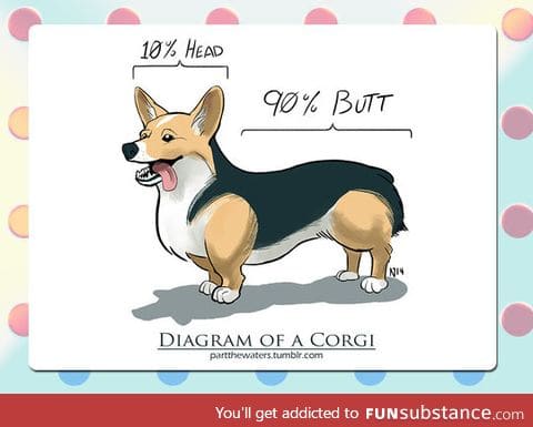 Diagram of a corgi