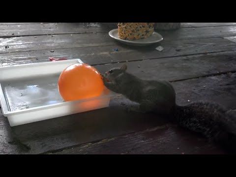 Squirrel and water baloon