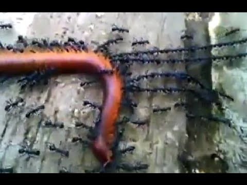 Ants Work in Harmony