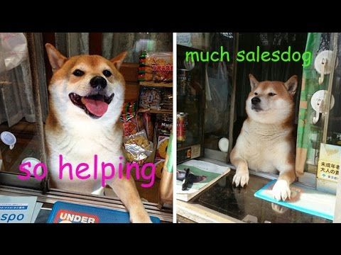 Shiba Inu “Works” At A Shop In Japan