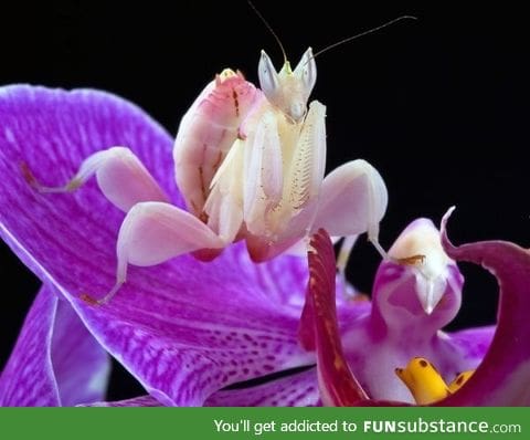 The orchid mantis