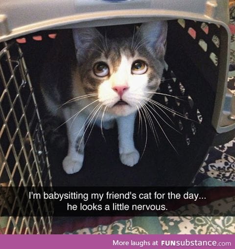 Poor little kitty