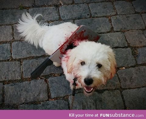 Zombie dog