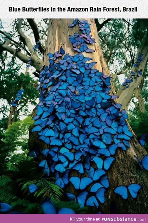 Butterflies in the amazon