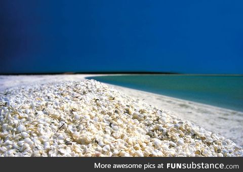 This beach is all seashells