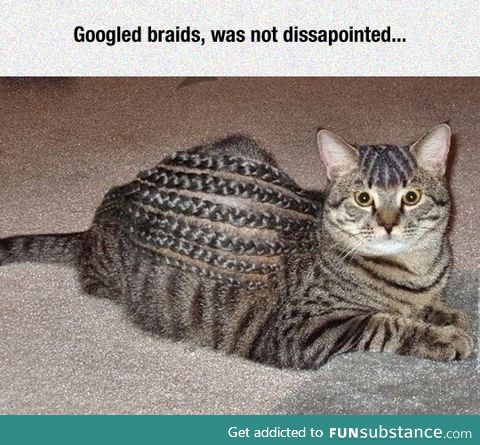 Cat braids?