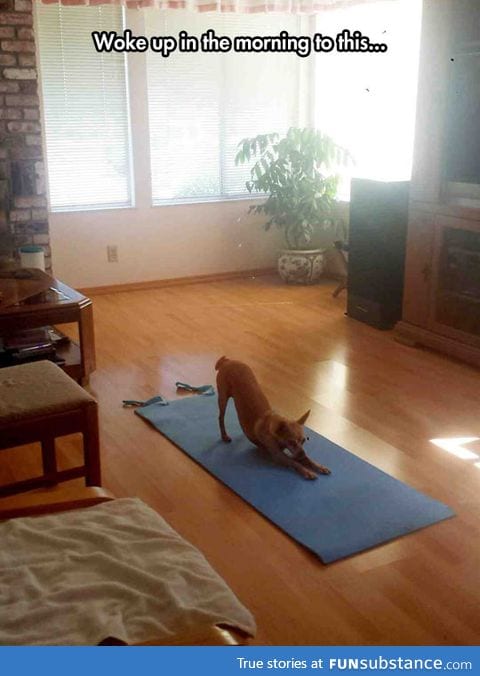 Don't disturb yoga dog