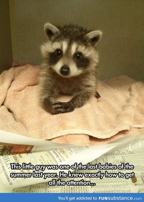 Baby raccoon would like to have a word with you