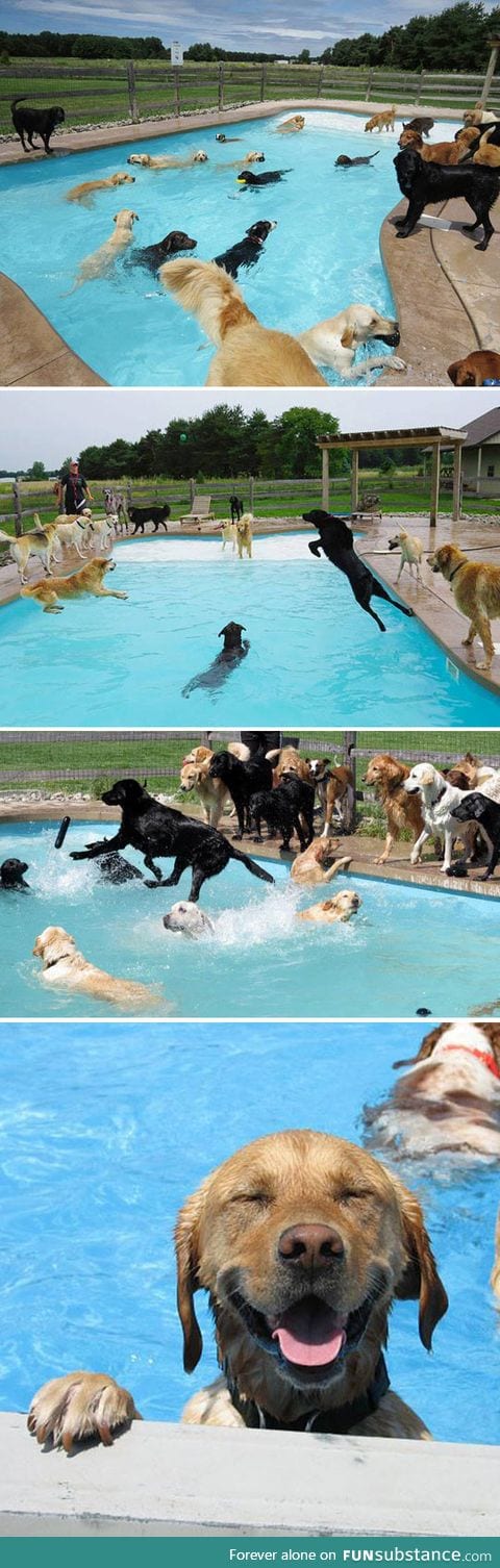 Doggy pool party