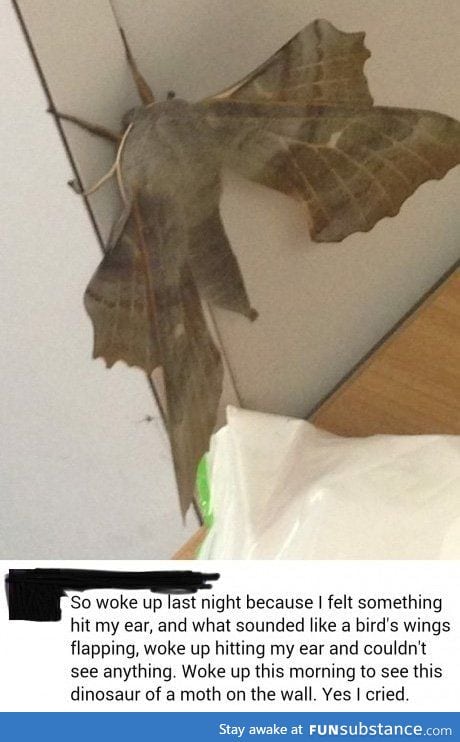 Dino moth