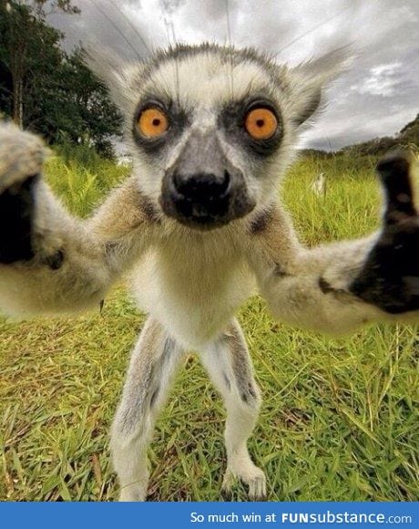 But first, lemur take a selfie