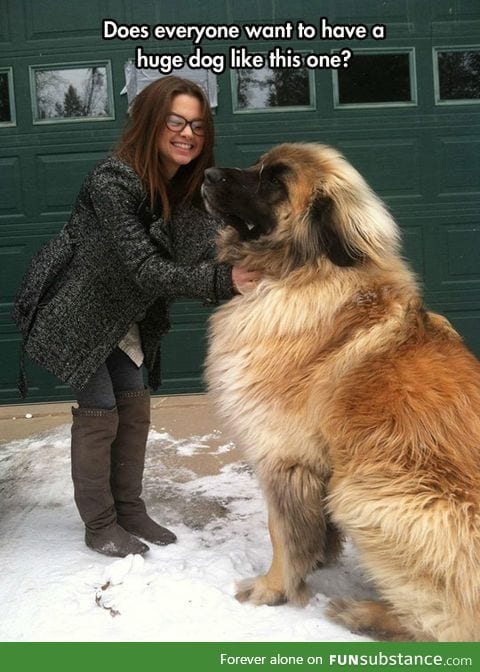 The giant leonbergers