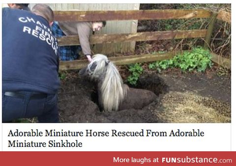 Miniature horse rescue