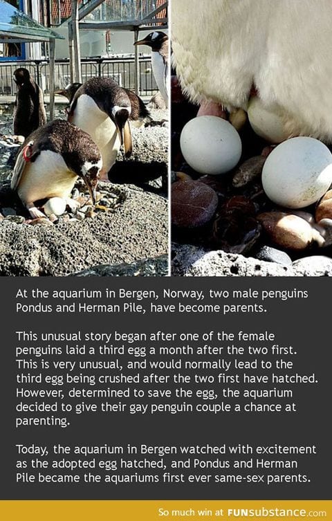 Gay penguins are now parents