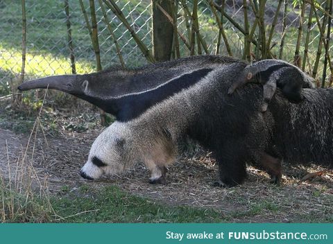 This anteater's front leg looks like a panda