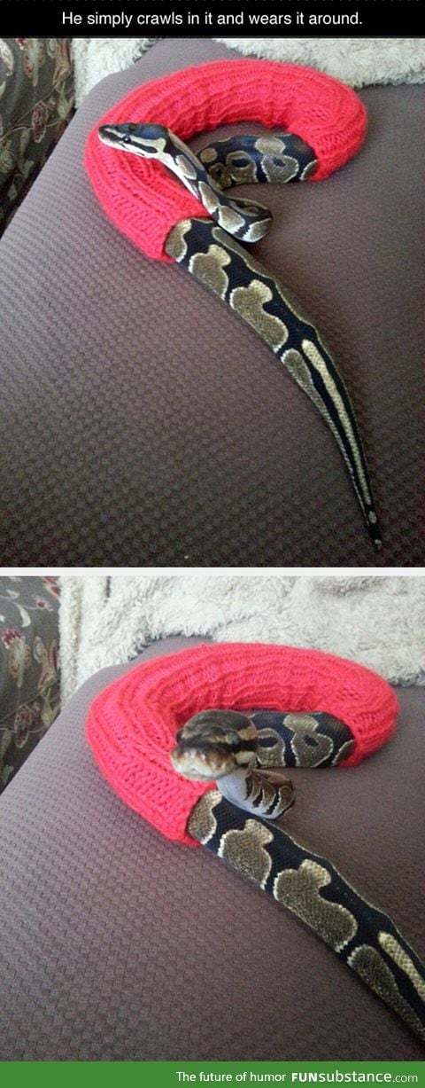 Snake wants to be warm