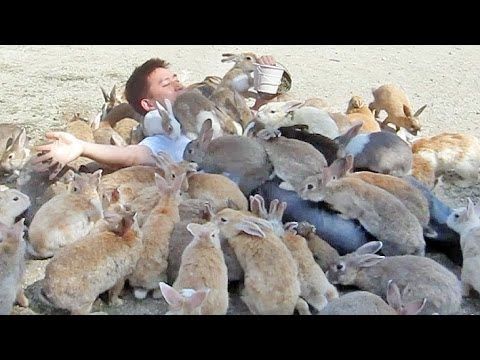 Watch These Wild Bunnies Smother A Guy On Japan's Rabbit Island