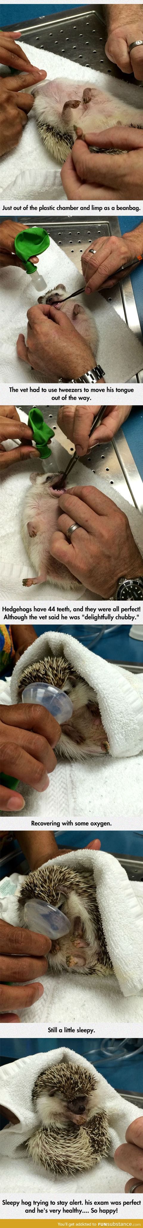 Hedgehog’s dental exam