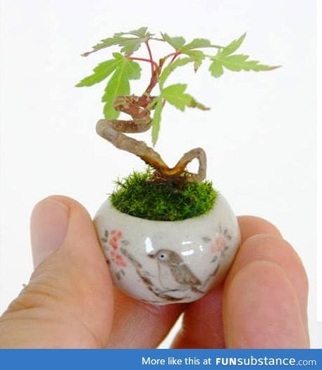 Look at this tiny Maple Bonsai ... LOOK AT IT!