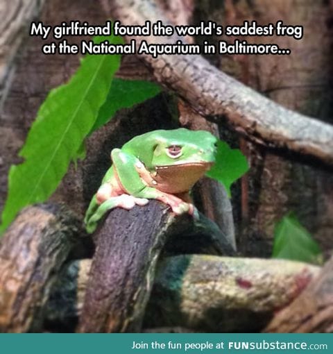 The Saddest Frog I've Ever Seen