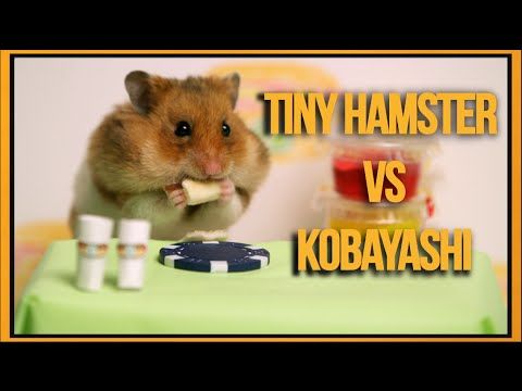 Tiny Hamster vs Kobayashi
