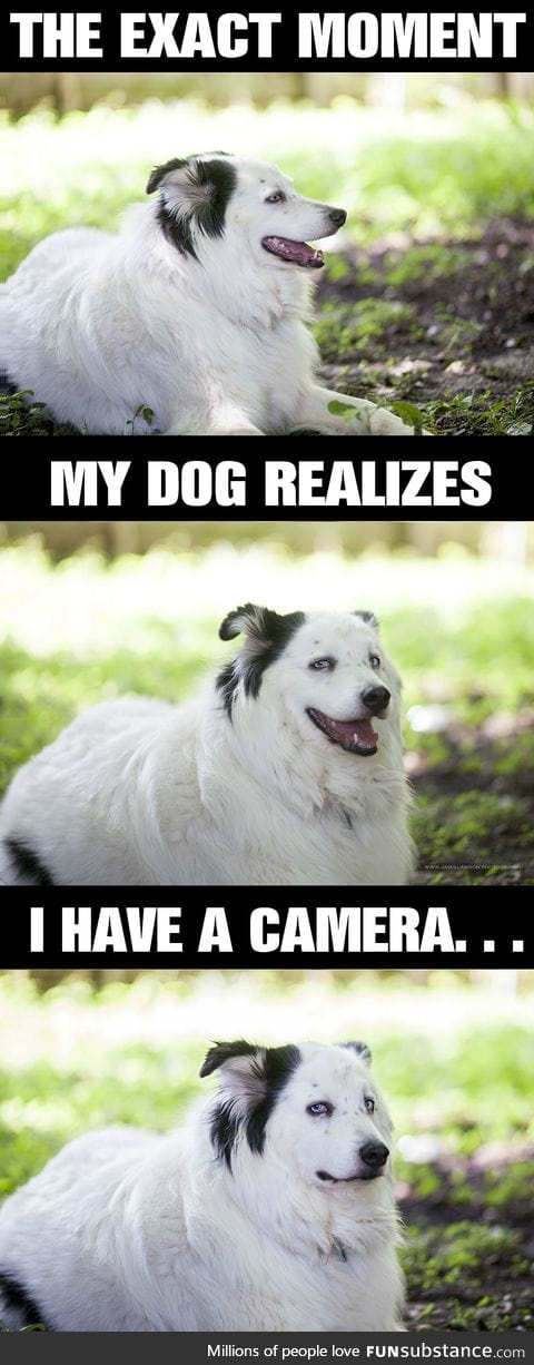 Dog has disdain for photographers