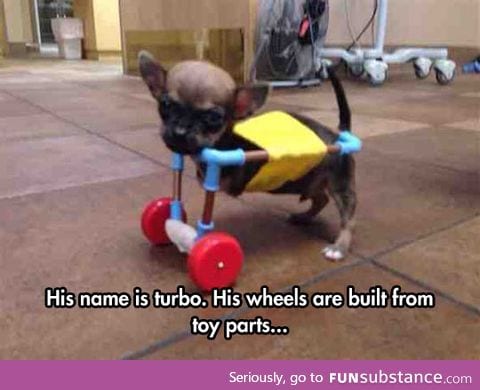 Dog on wheels