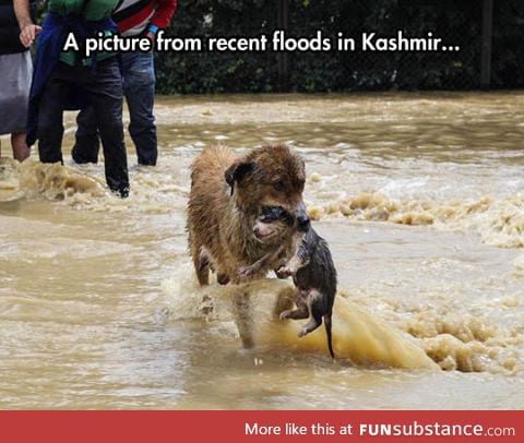 Dog and her puppy in a flood
