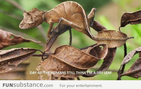 Dry Leaf Chameleon