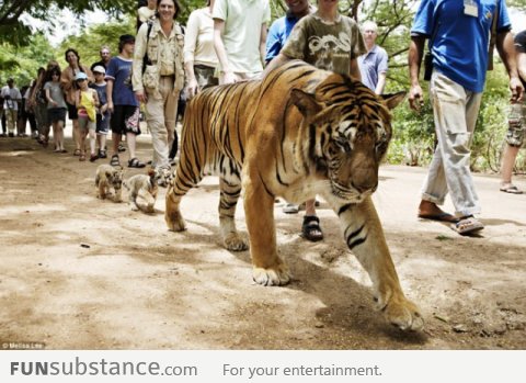Daddy Tiger and his cubs following the crowd