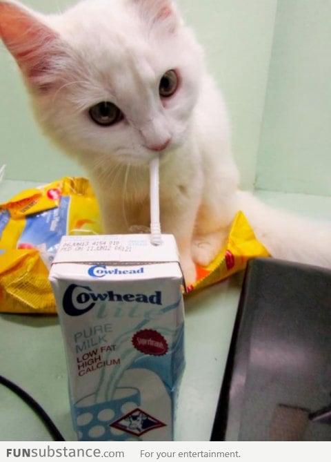 How my cat drinks his milk