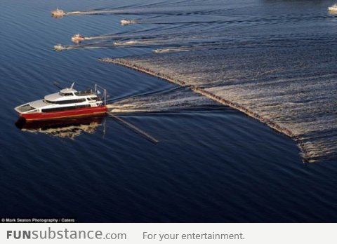 One boat and 145 water-skiers