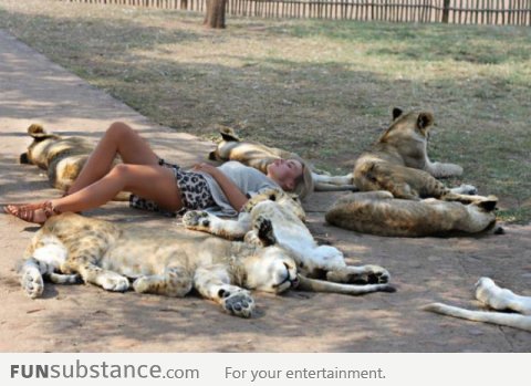 Sleeping with lions