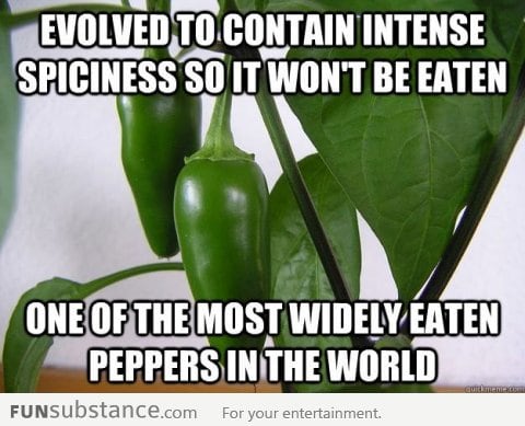 Bad Luck Jalapeno