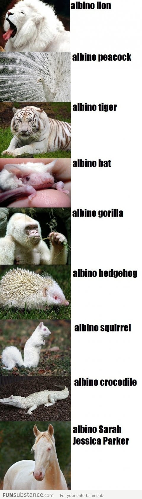 Amazing Albino Animals