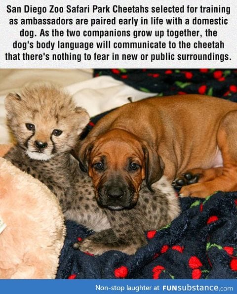Cheetahs and dogs