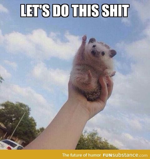Let the enthusiastic hedgehog motivate you to be productive